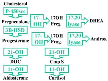 17-Hydroxylase缺陷综合症。c - 17α羟