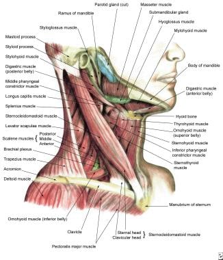 颈部肌肉的侧面视图。