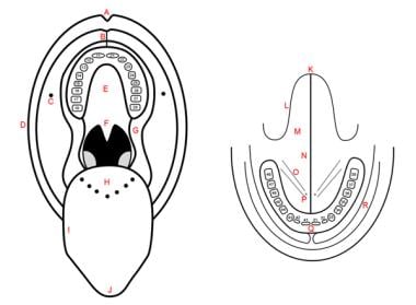 Schematic representation of oral cavity and floor 