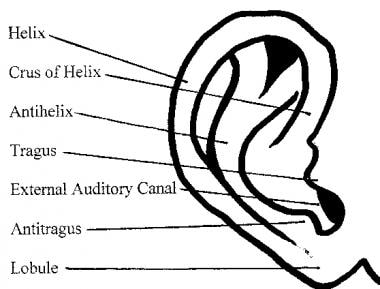 Anatomy of the external ear. 