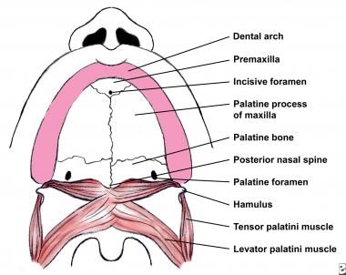 Normal anatomy of the palate. 