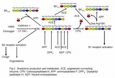 Bradykinin production and metabolism. 