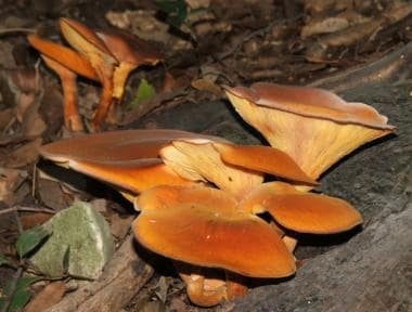 Omphalotus olearius (Jack O'Lantern mushroom)。