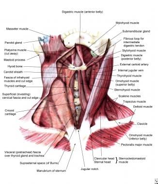 Anterior view of the muscles of the neck. 