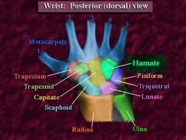 Posterior (dorsal) view of the wrist. 