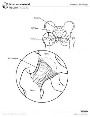 Illustration of normal hip anatomy. 