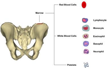 Bone Marrow Chart