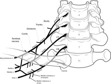 Median Nerve Block: Overview, Indications, Contraindications