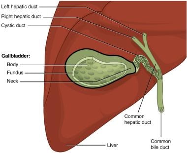 Gallbladder anatomy. Image courtesy of Wikimedia C