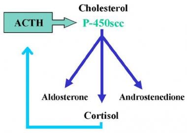 Normal adrenal steroid biosynthesis results in 3 p