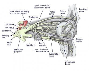 trigeminal nerve pathway