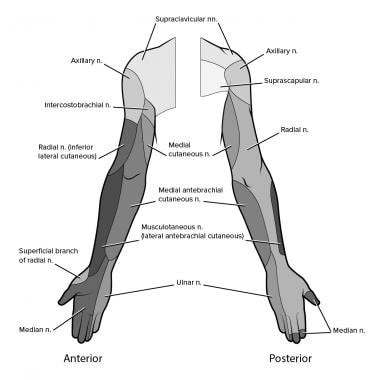 Innervation of the arms and hands. 