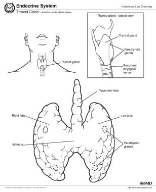 Thyroid anatomy. 