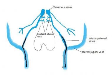 Inferior Petrosal Sinus Anatomy 