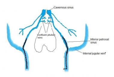 Anatomia del seno petroso inferiore 