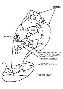 苍白质外流通道由基底神经节到th