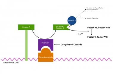 A simplified outline of the function of protein S 