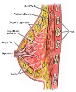 1 Schematic diagram showing the anatomy of the human breast