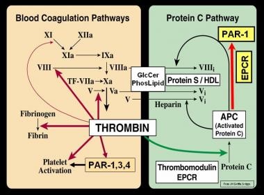 Blood coagulation (thrombin) and protein C pathway