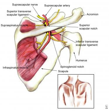 Clinically relevant anatomy of the suprascapular n