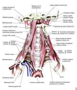 Scalene and prevertebral muscles. 