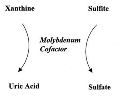 Sulfite Oxidase Deficiency and Molybdenum Cofactor Deficiency: Background,  Pathophysiology, Epidemiology