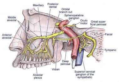 Diagram of the second branch (maxillary) of the tr