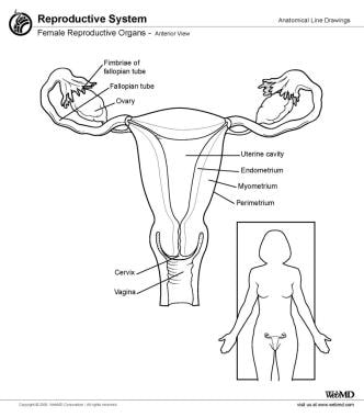 Female reproductive organs, anterior view. 