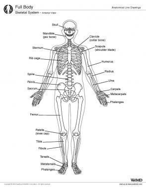 Skeletal system, anterior view. 