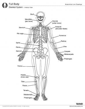 Skeletal System Anatomy in Adults: Overview, Gross Anatomy, Microscopic  Anatomy