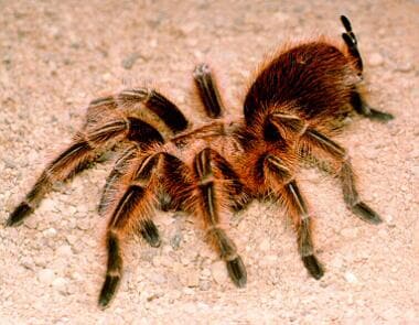 The Chilean rose tarantula. The urticating hairs a