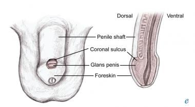 Anatomy of the penis. 