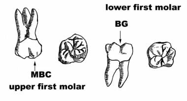 Anatomy of the first molars. 
