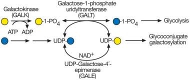 UDP-galactose synthesis and galactosemia. The most