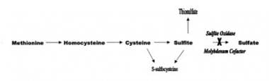 Sulfite oxidase deficiency and molybdenum cofactor
