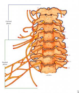 Anatomy of the cervical nerves (anterior view). 