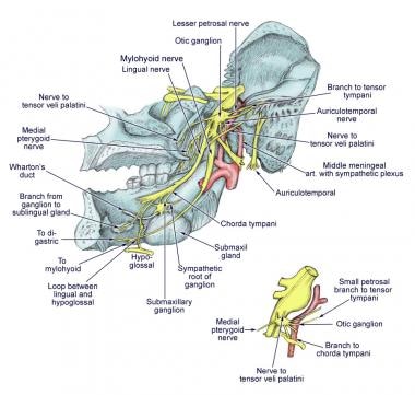 Diagram of the third branch (mandibular) of the tr