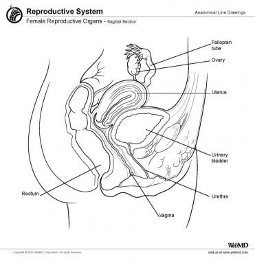 Female reproductive organs, sagittal section. 