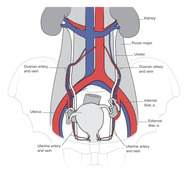 Anatomy Of Ureter Anatomical Landmarks In DE Surgery vessels Nerves Anatomy Of Ureter Anatomical Landmarks In DE Surgery vessels Nerves