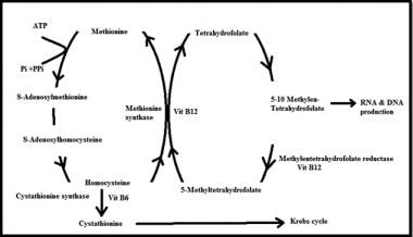 Simplified picture showing homocysteine involvemen