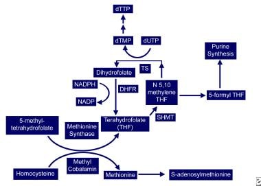 Vitamin B 12 Associated Neurological Diseases Background