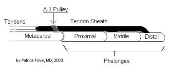 Flexor tendons pass within tendon sheath and benea