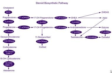 类固醇生物合成途径。