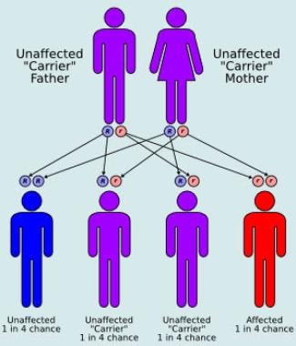 常染色体隐性遗传模式。