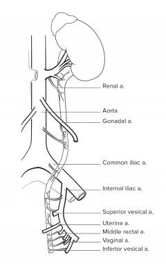 Arterial supply to the ureter. 