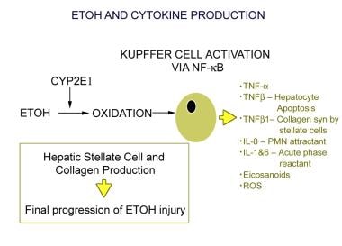 Ethanol (ETOH) and cytokine production. CYP = cyto