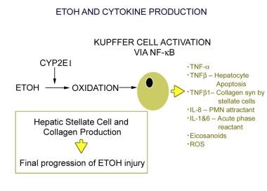 乙醇(ETOH)和细胞因子的产生。CYP = cyto