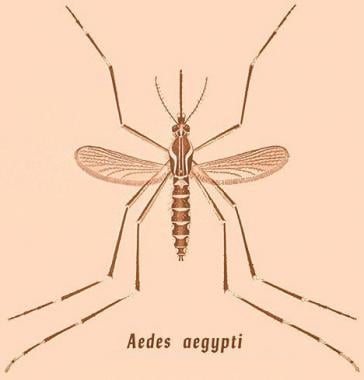 Drawing of Aedes aegypti mosquito. Picture from th