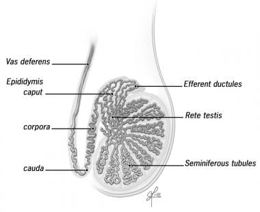 Sperm is produced in the seminiferous tubules and 