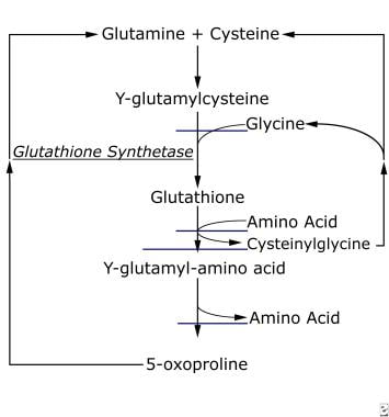 Biochemical pathway of glutathione synthetase. 